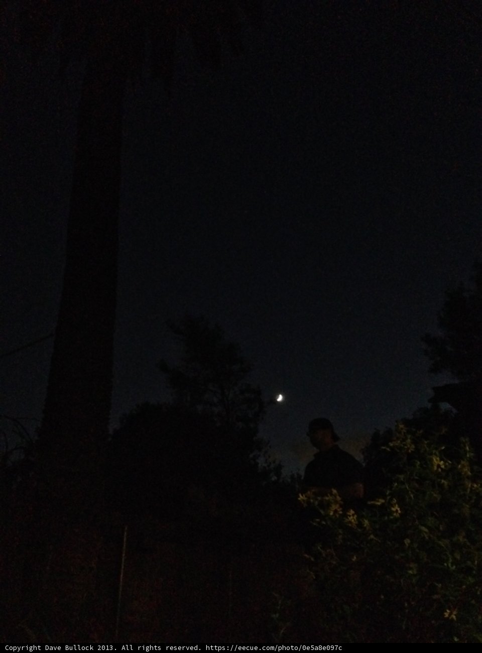 Moonlit Tree in Altadena