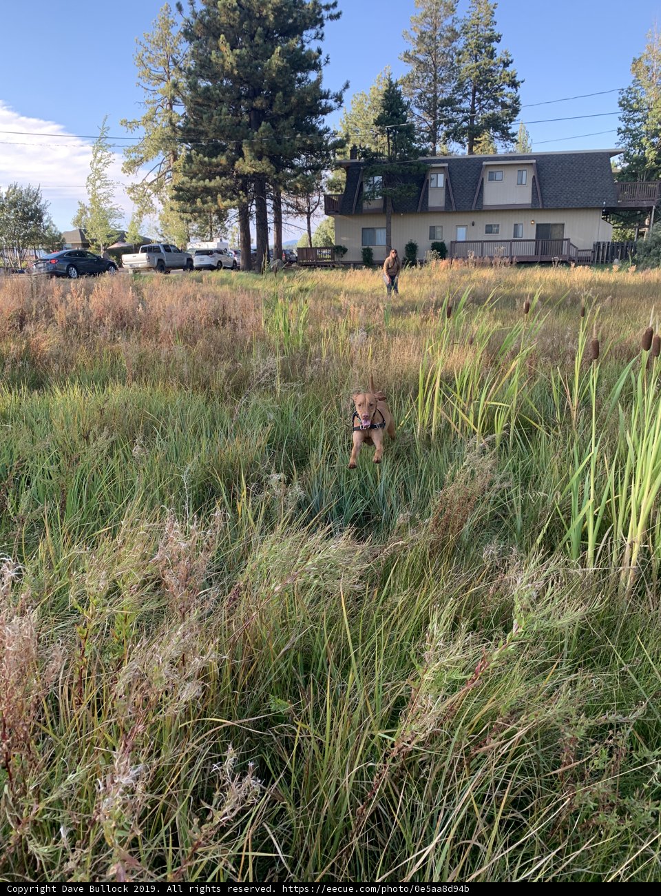 Paws in the Wild