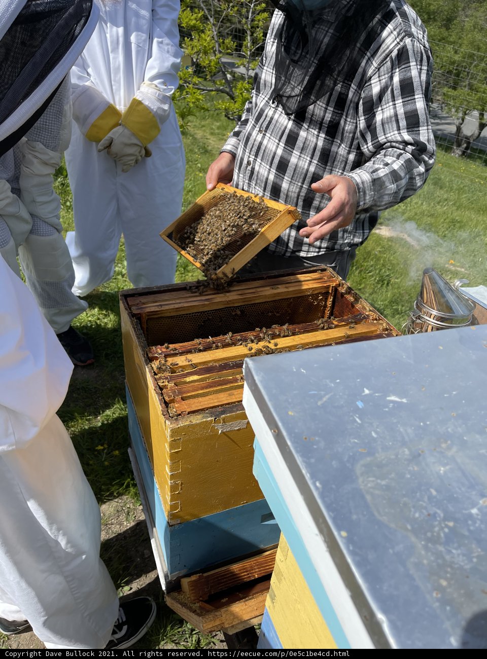 Beekeeper inspecting hive in Carmel, California