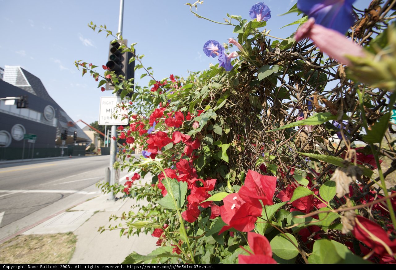 Geraniums and Traffic Lights