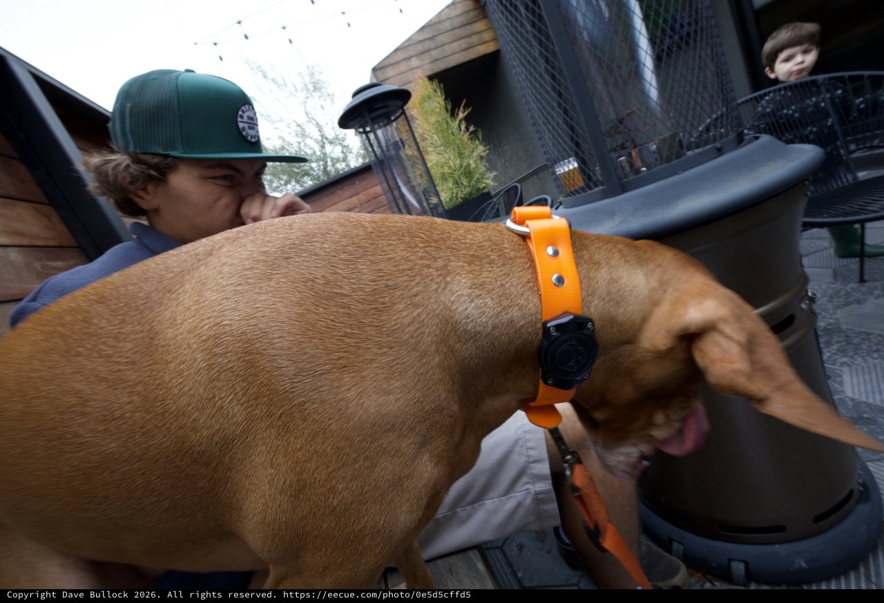 Close-Up Encounter with a Brown Dog Outdoors