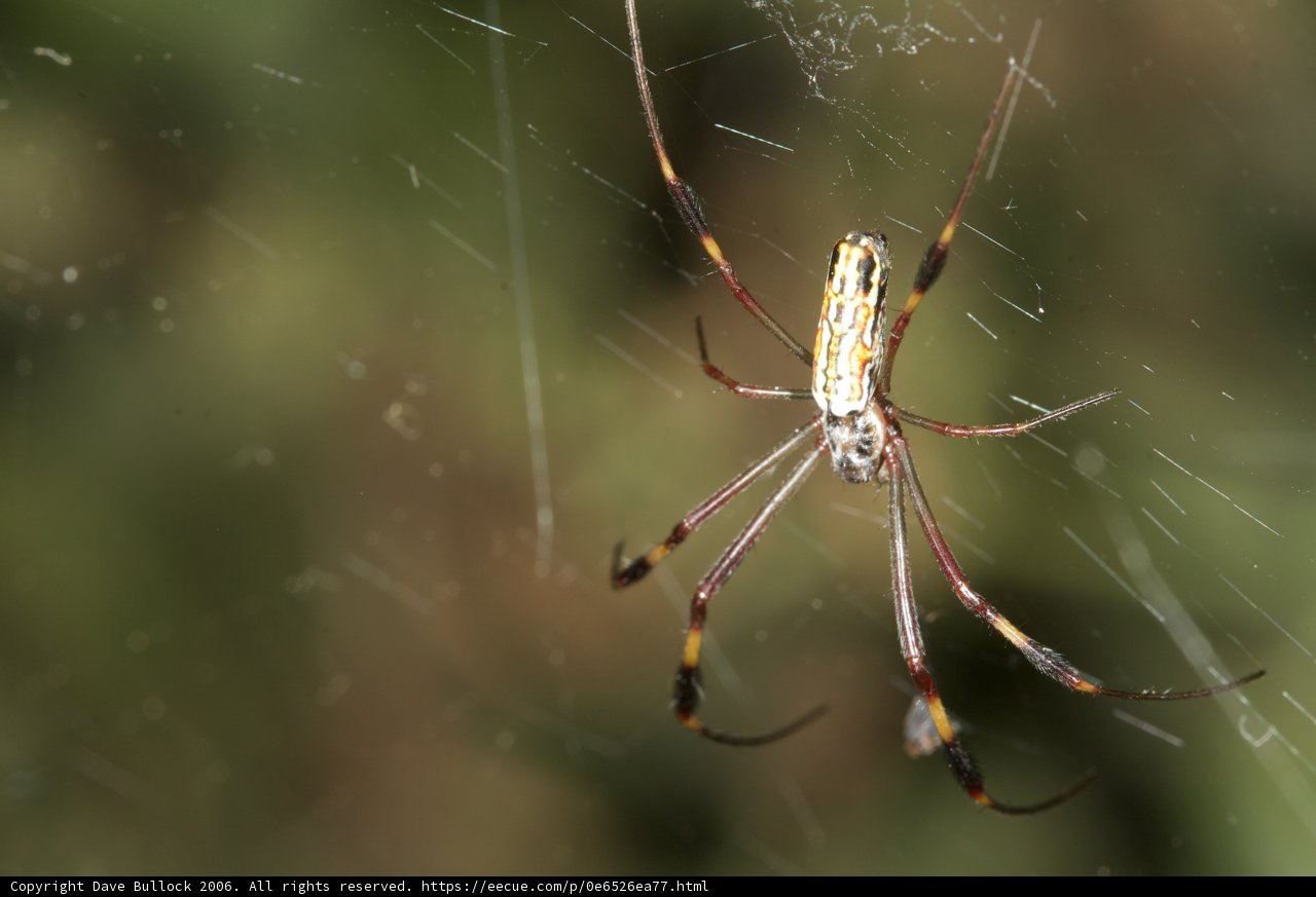 Garden Spider with Long Legs