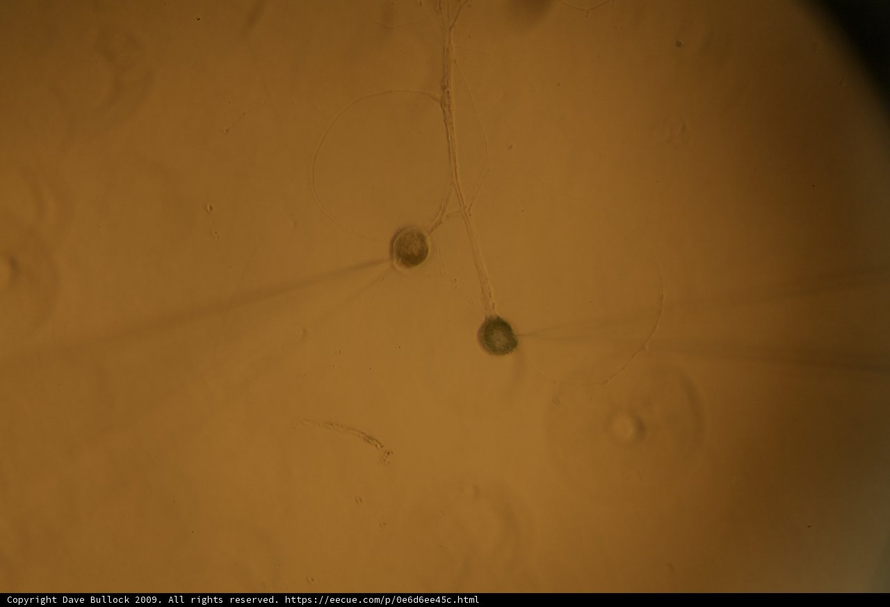Tiny Sphere with Intriguing Texture