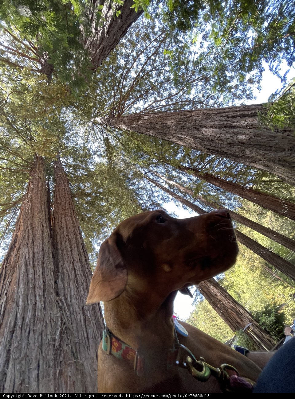 Canine Wonder at the Mighty Redwood