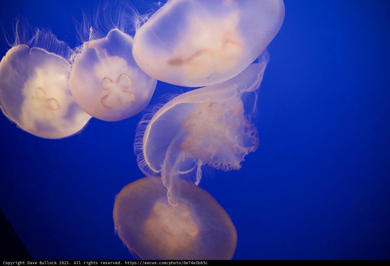 Ethereal Beauty Underwater