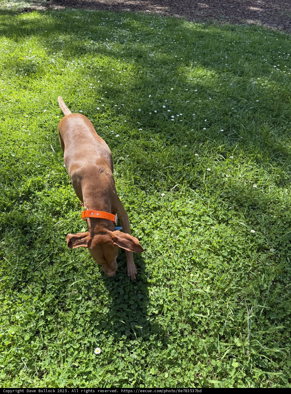Sunshine Sniffing