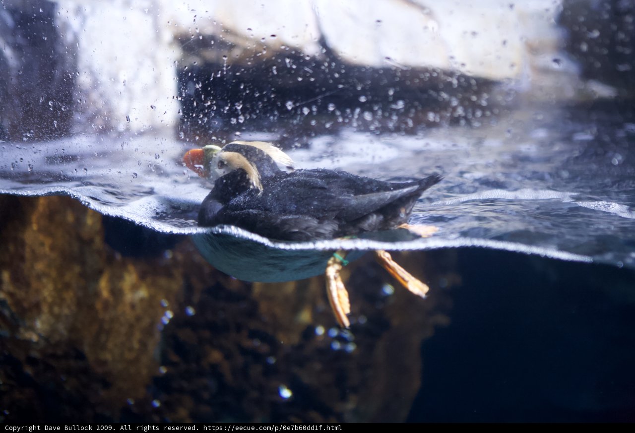 Puffin Takes a Swim