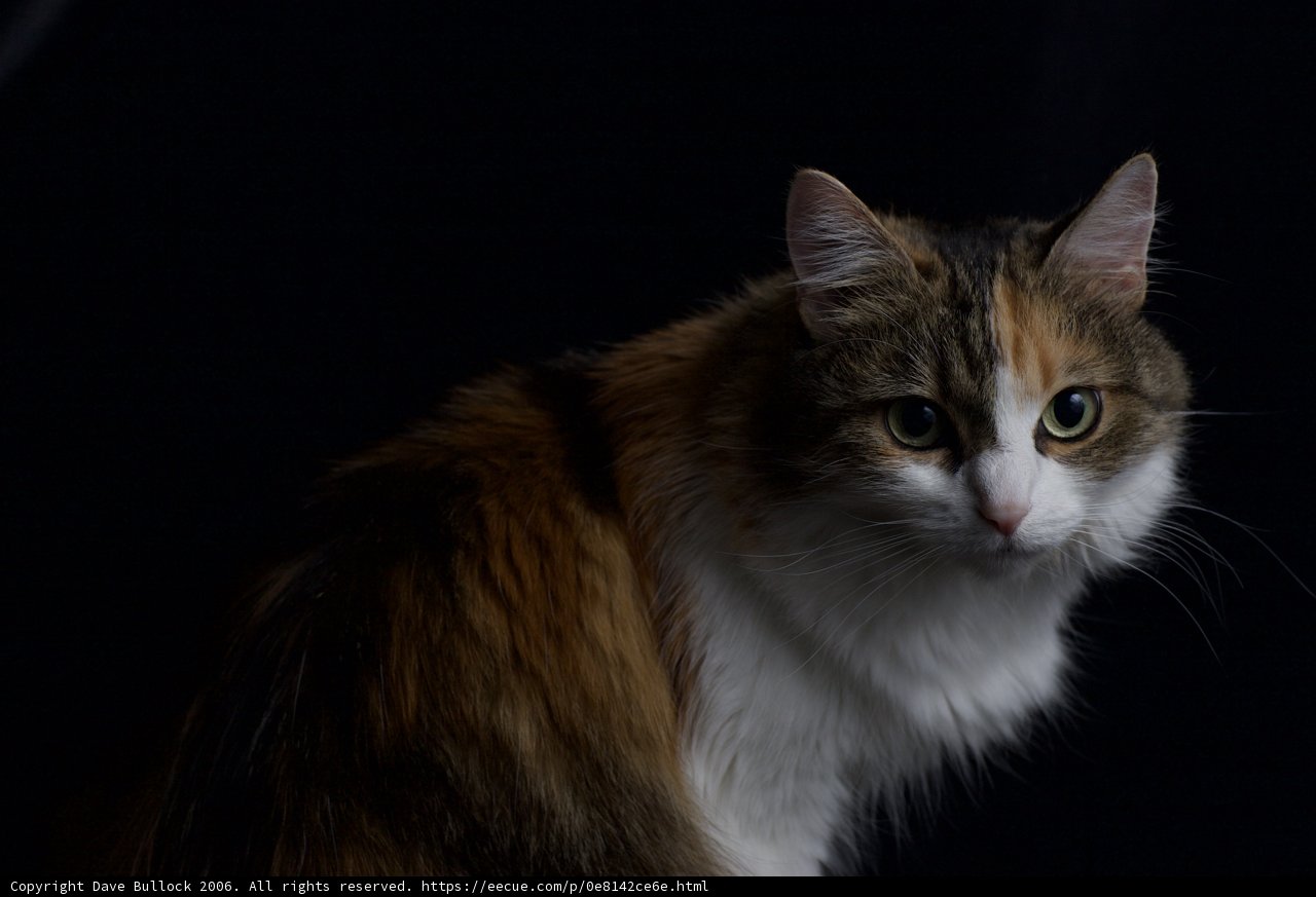 The Calico Cat
