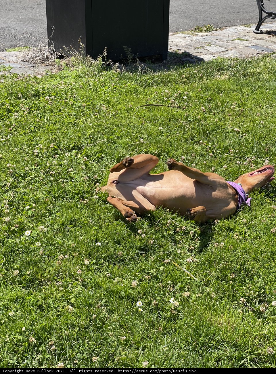 Relaxing with Furry Friends Caption: A dog taking a break on a sunny day at San Francisco Maritime National Historical Park while wearing stylish sandals.