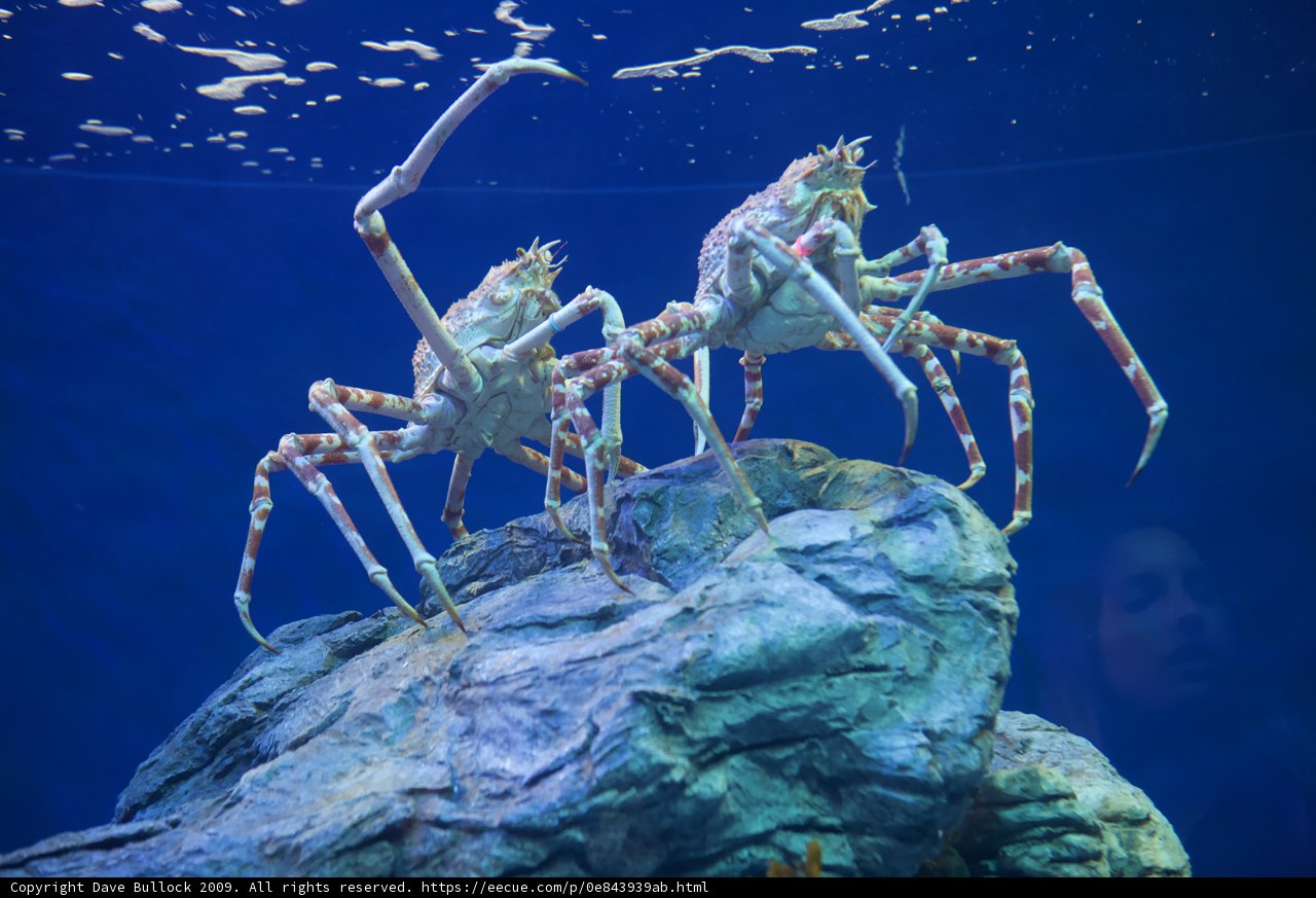 Crab-tivating View