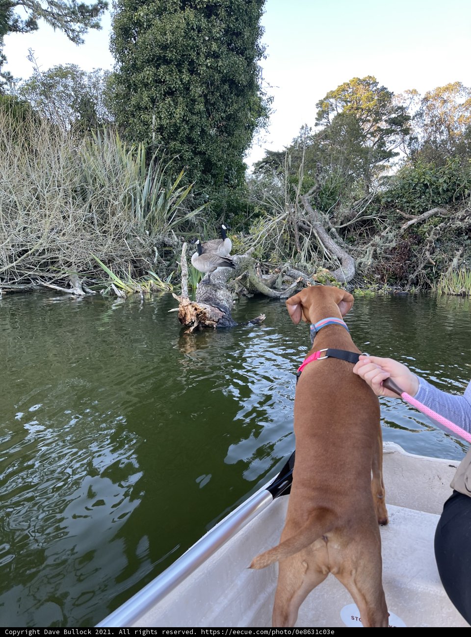 Canine on the Stow Lake Boat
