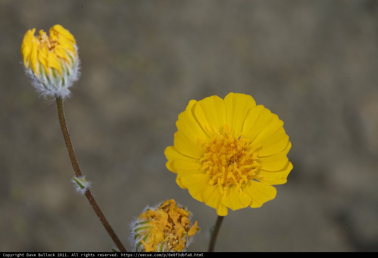 Blooming in the Desert