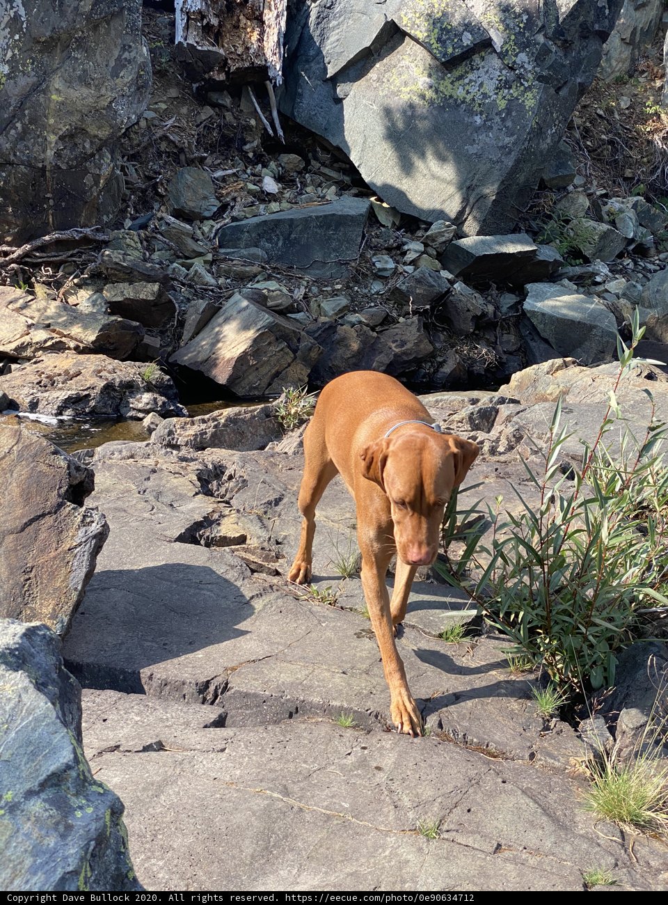 Rocky Adventure with Man's Best Friend