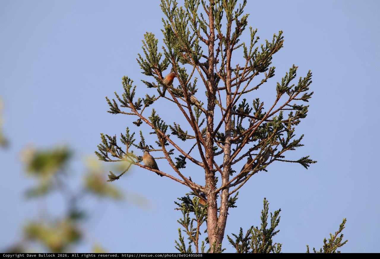 Cedar Waxwings Perched in Evergreen at Dusk
