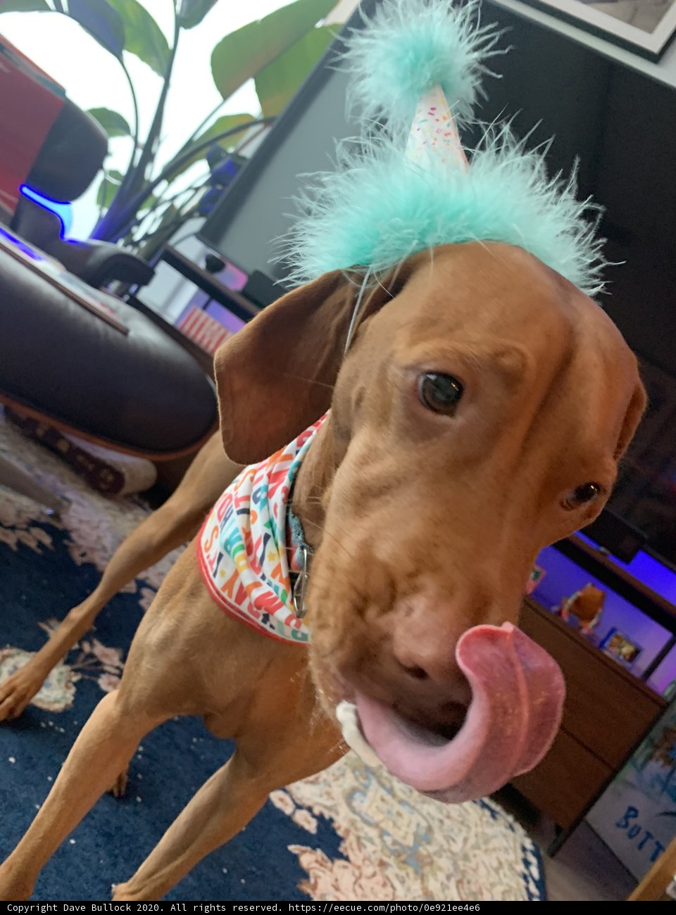 Birthday Pup