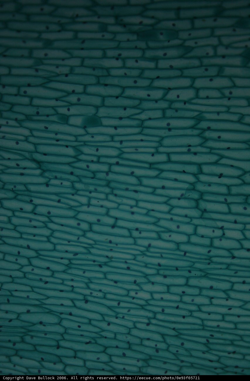 Cell Wall Mesh