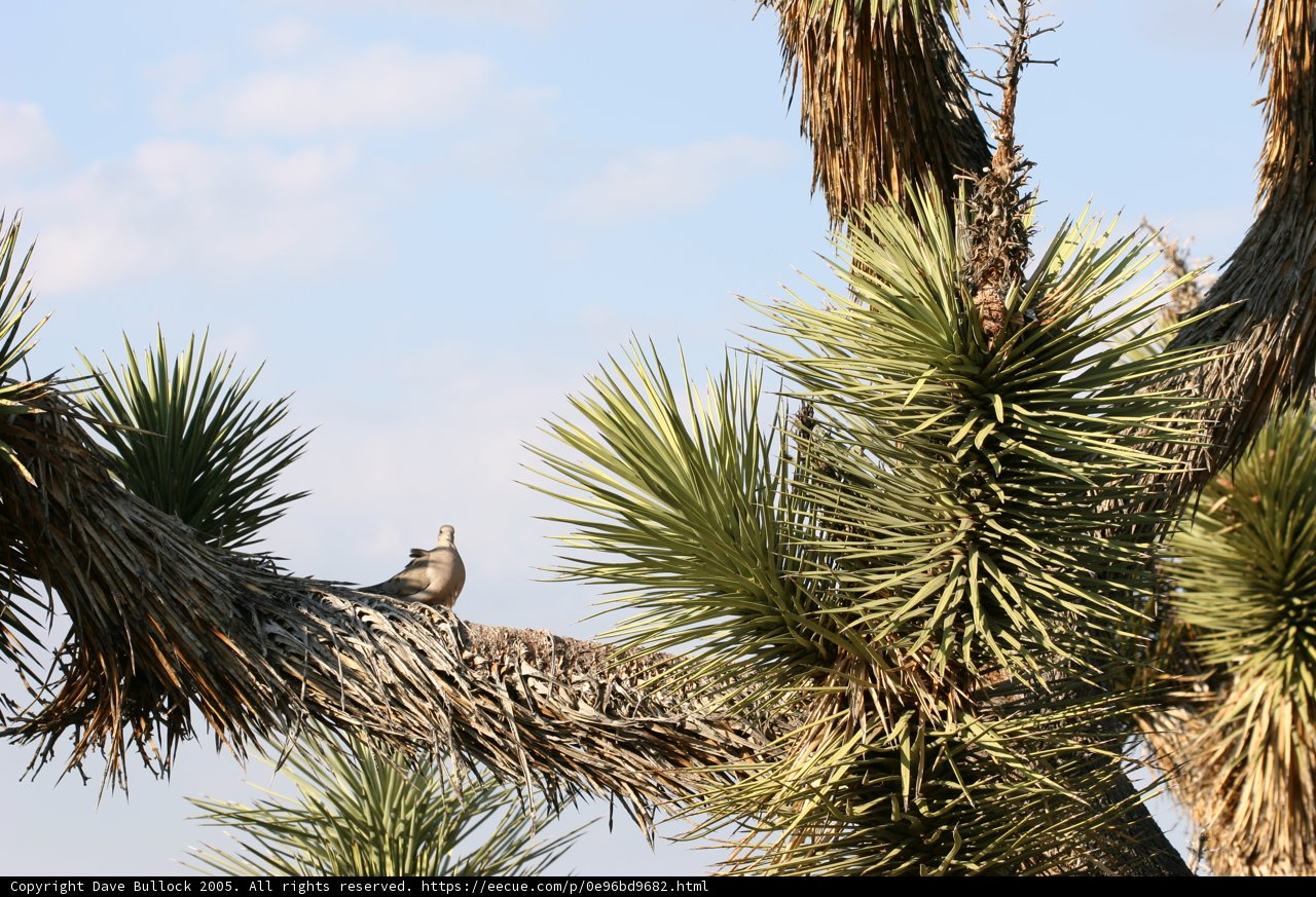 Nature's Perch