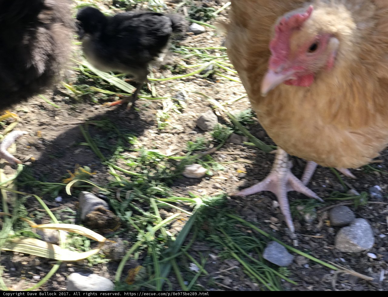 Mother Hen and Baby Chick in the Grass