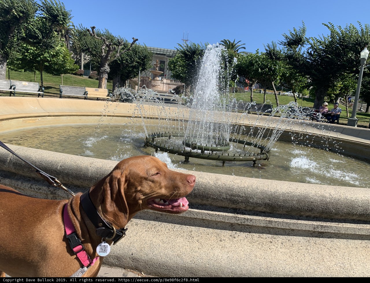 Furry Friend by the Fountain