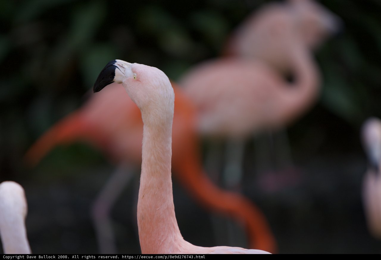 Pretty in Pink