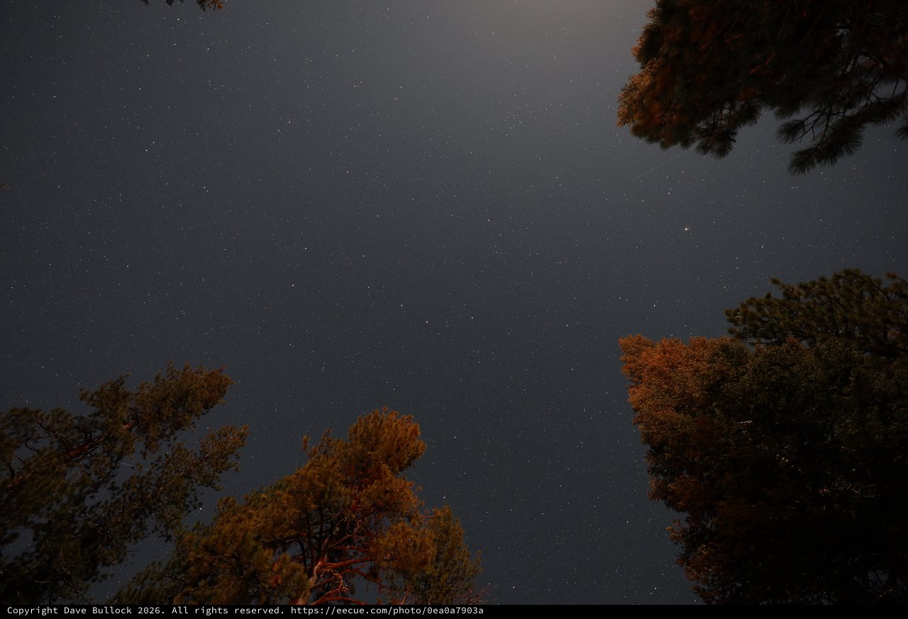 Star-Filled Night Sky Over Pine Forest