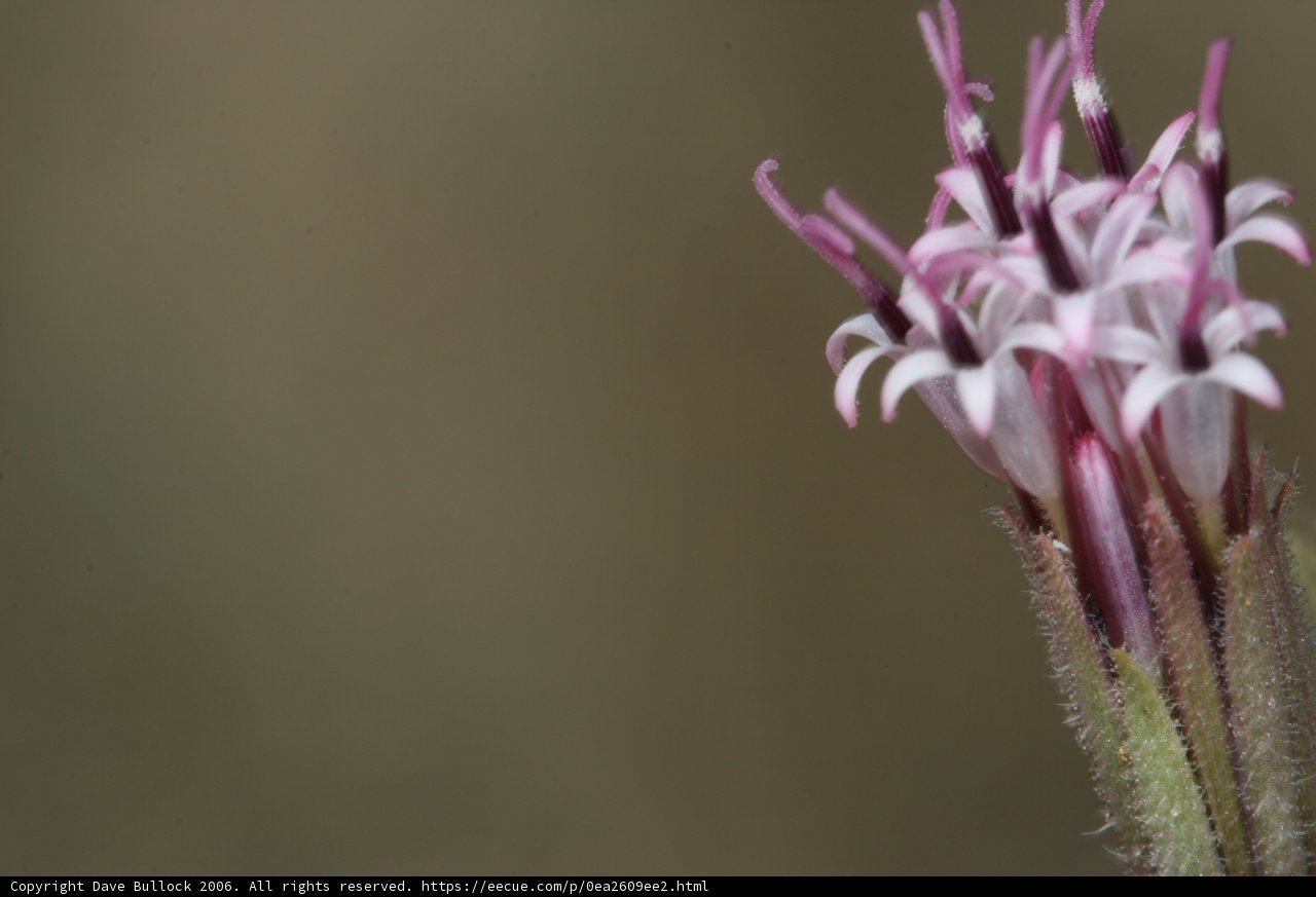 Purple Geranium Flower