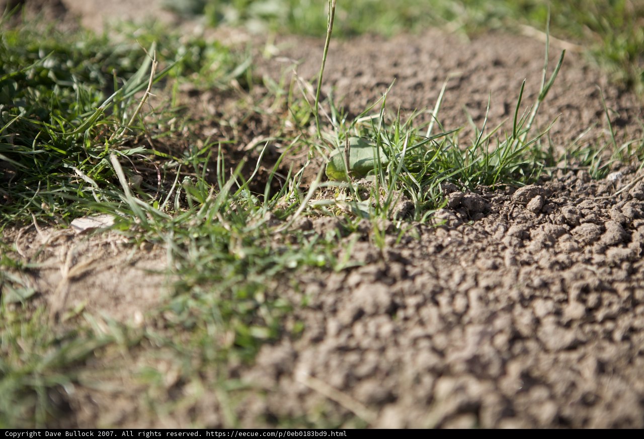 The Green Patch