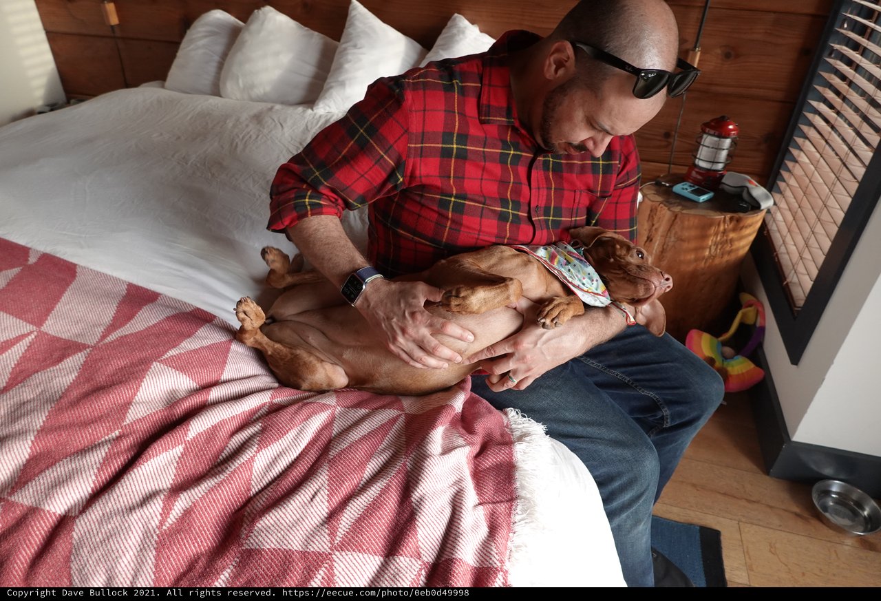 Man and Dog Relaxing Together on Bed