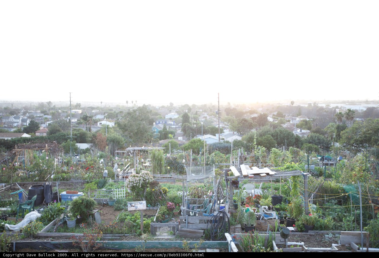 Rooftop Oasis