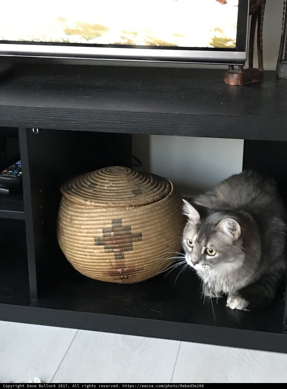 Cuddly Companion on the Shelf