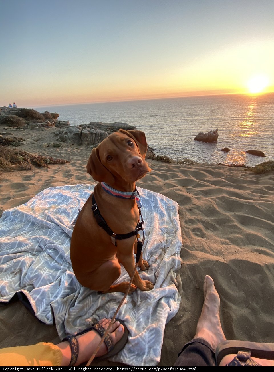 Beach Sunset with Man's Best Friend