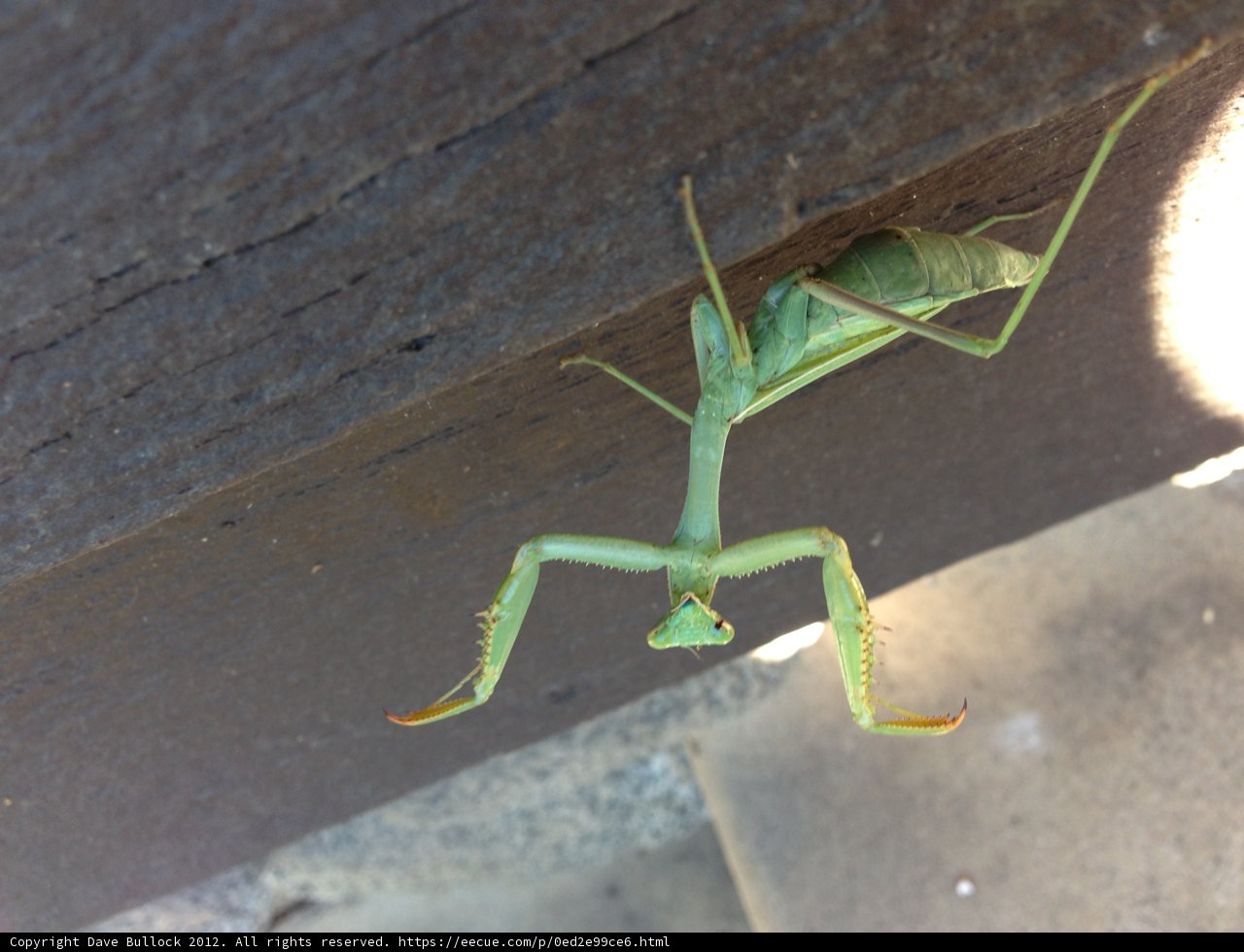 Praying Mantis on Wooden Surface