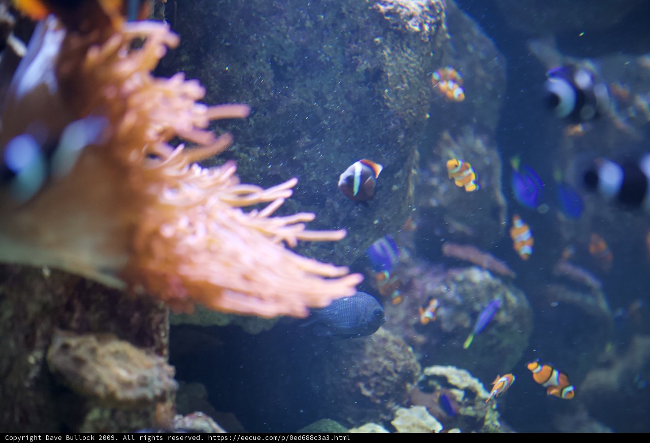 Colorful Anemone Fish in the Penelope Aquarium