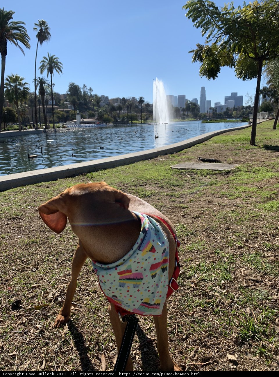 Colorful Canine in the City Park