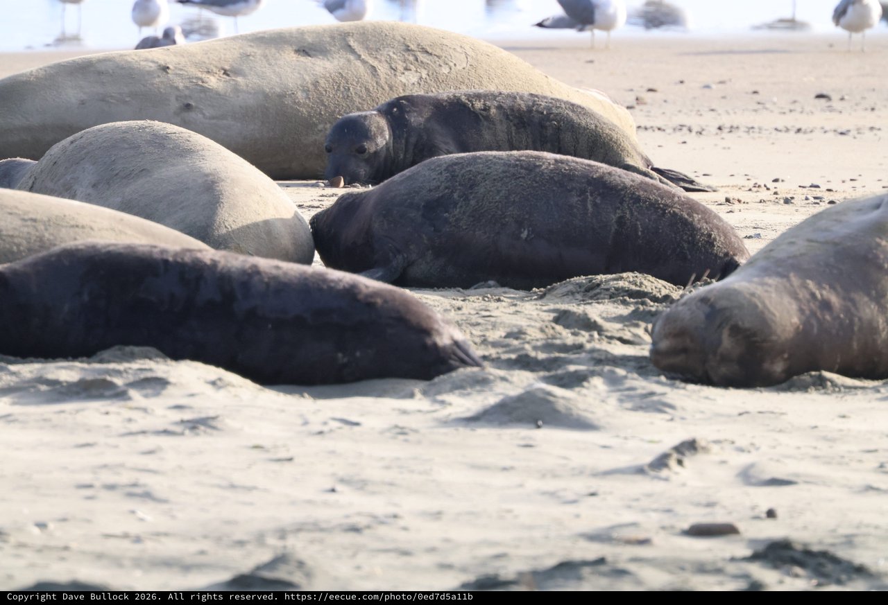 Elephant Seal Pups Resting on Sandy Beach