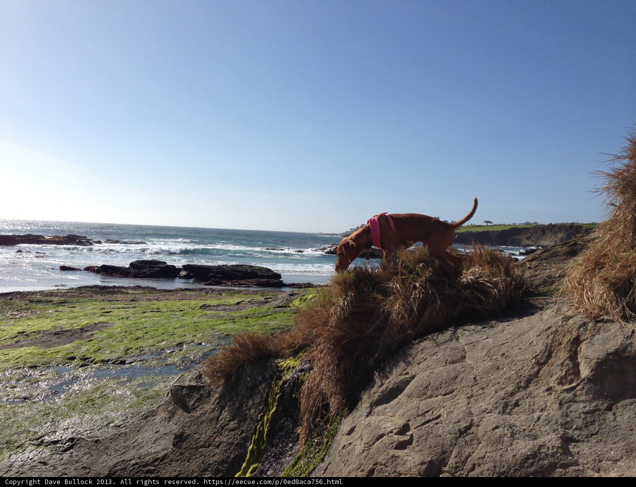 Canine on the Promontory