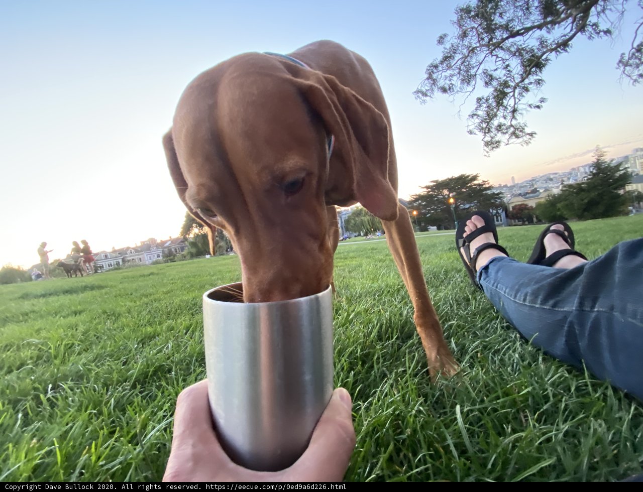 Canine Coffee Break