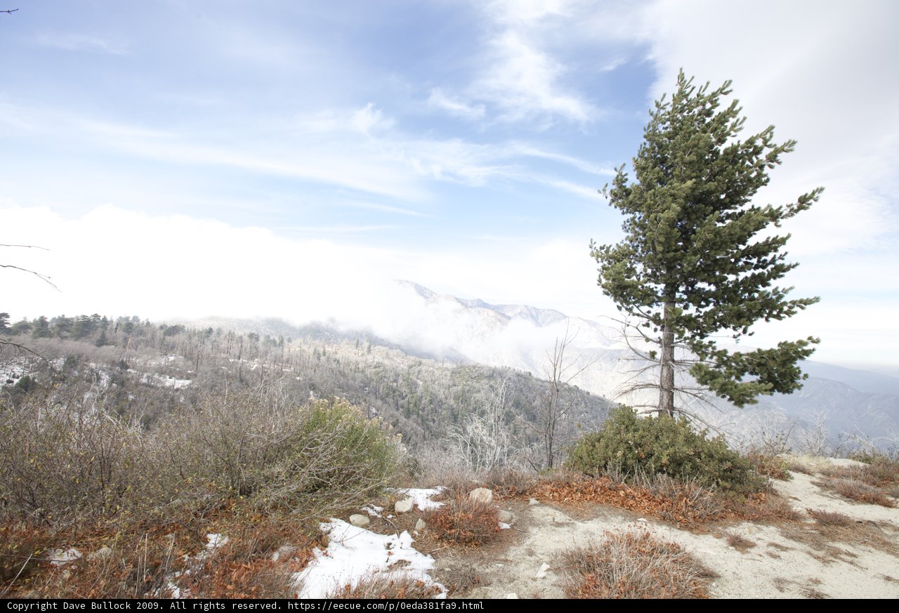 Lone fir tree in winter wonderland