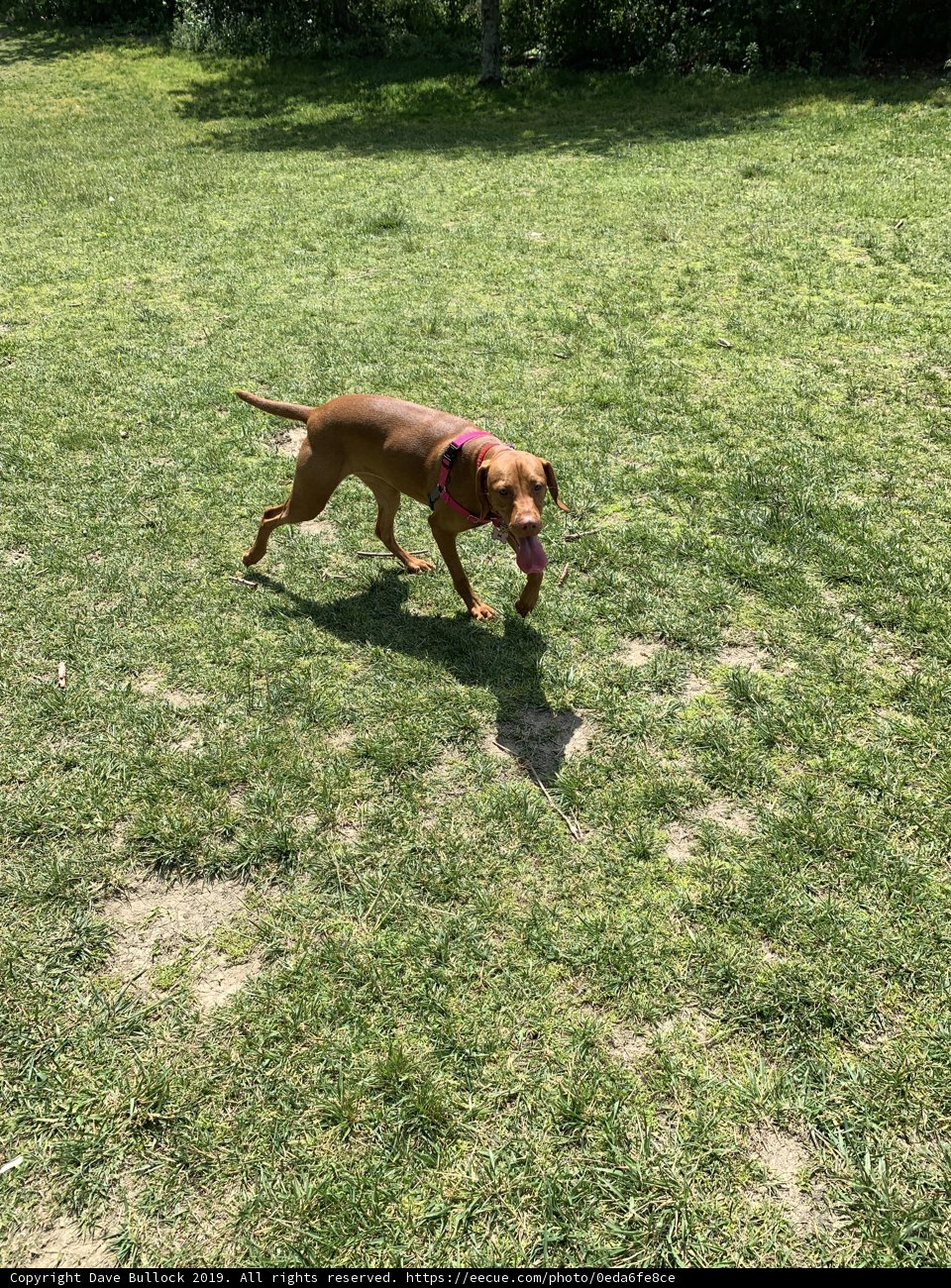 Frisbee Fun in Vista Hermosa Park