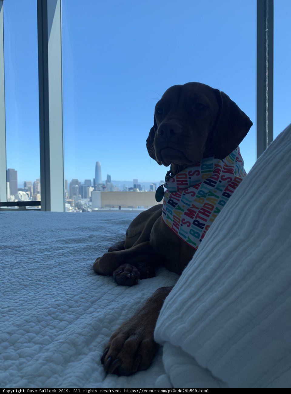 Urban Pug Life