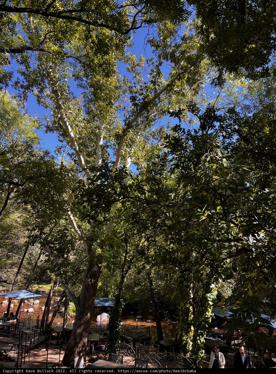 Majestic Tree in Coconino National Forest