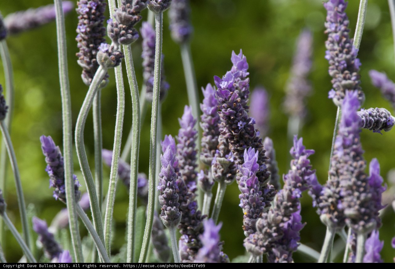Lavender Elegance
