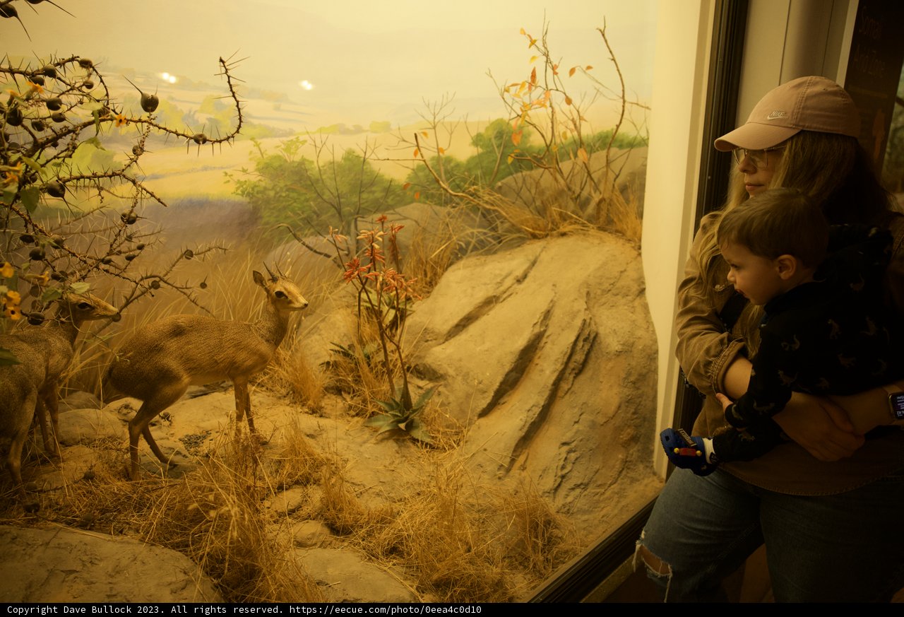 Captivating Wildlife Encounter at Golden Gate Park