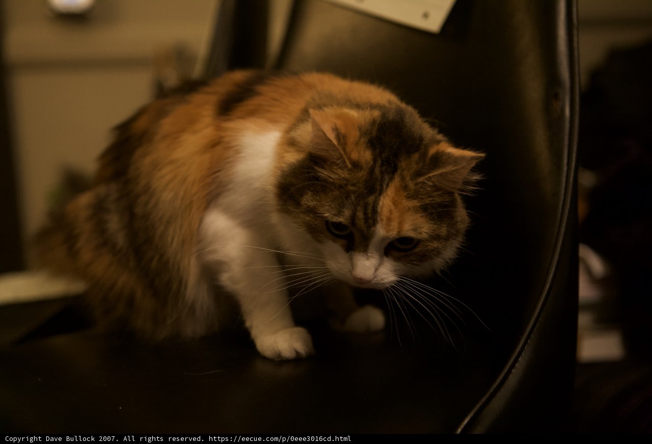 Calico Cat Relaxing on a Black Armchair