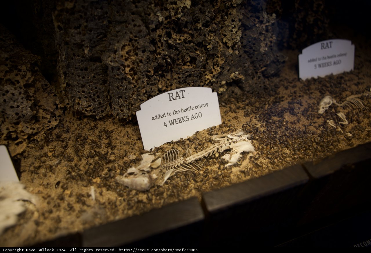 Historic Artifacts at the Exploratorium, 2024