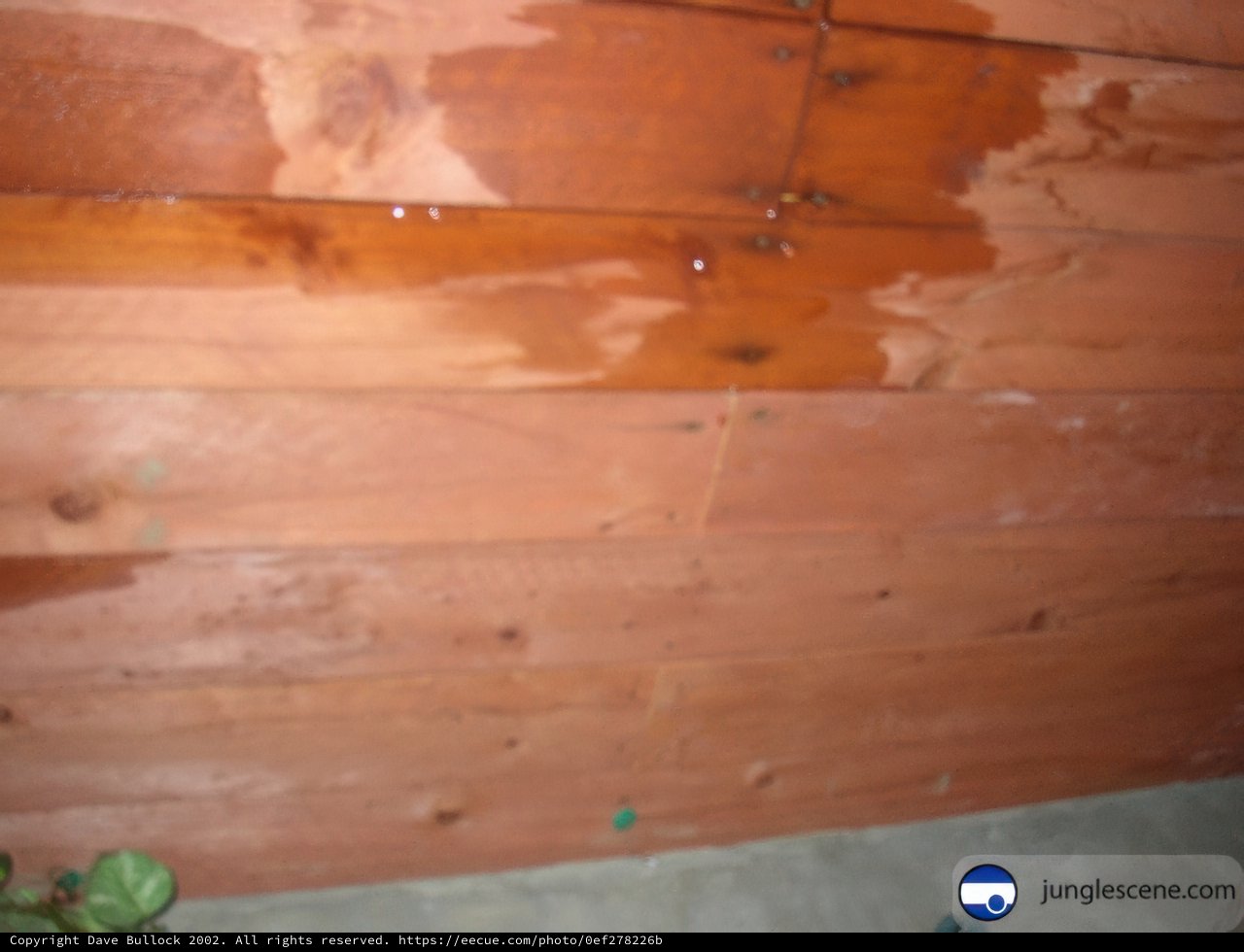 Water-Damaged Wooden Wall