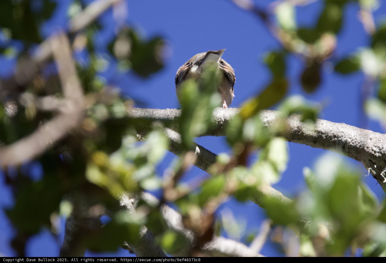 Perched Among the Branches