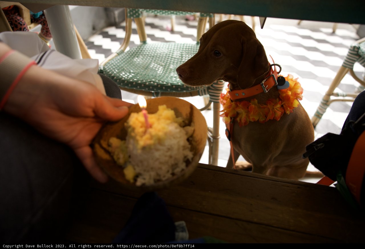 Pawsome Birthday Celebration at the Dining Table