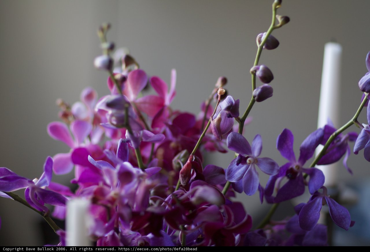 Orchid Elegance