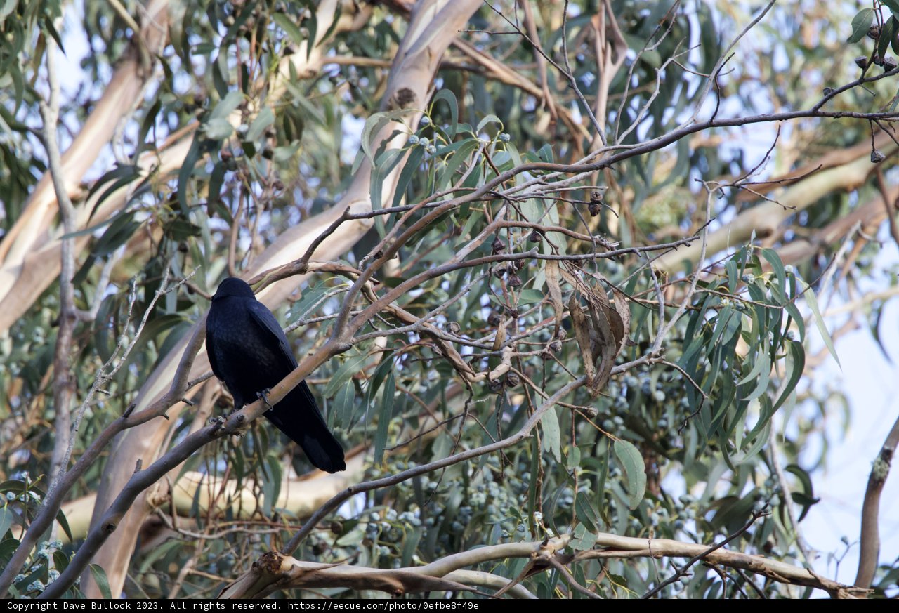 The Solitary Blackbird of Fort Mason